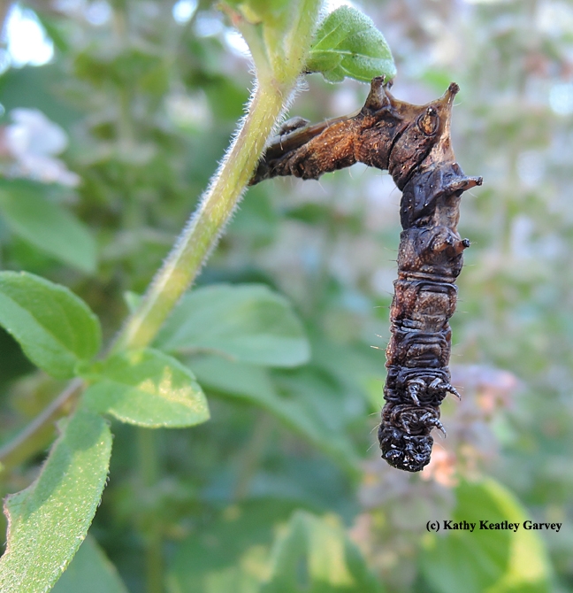 This is a dead caterpillar killed by an infectious virus disease (Polyhedrosis), as identified by UC Davis butterfly expert Art Shapiro. (Photo by Kathy Keatley Garvey)