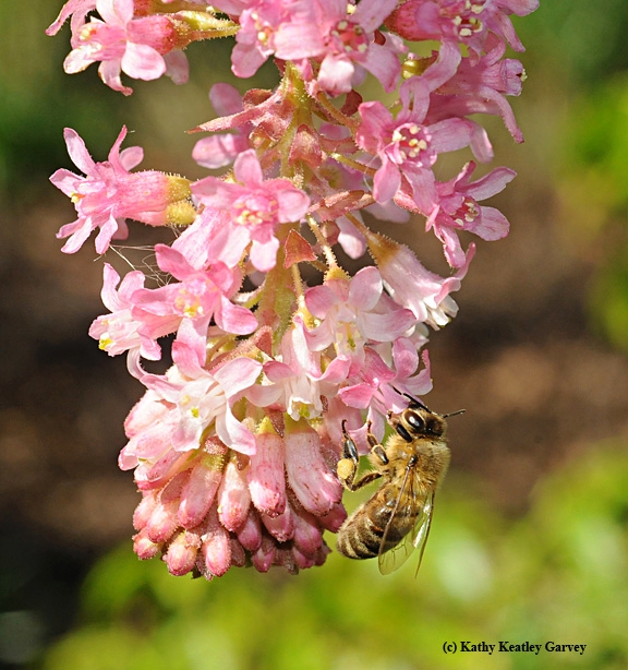 A honey bee on pink chaparral current. (Photo by Kathy Keatley Garvey)