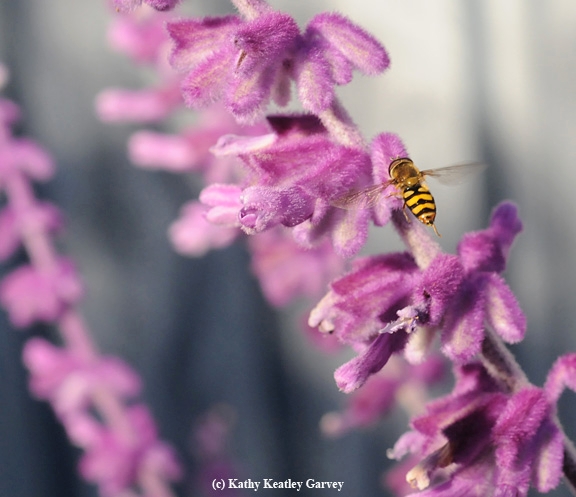 A syrphid fly, aka hover fly and flower fly, on Russian sage. (Photo by Kathy Keatley Garvey)