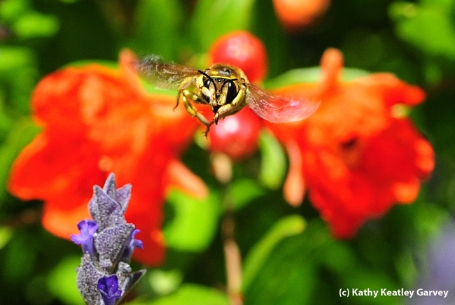 Male wool carder bee heads for the photographer. (Photo by Kathy Keatley Garvey)
