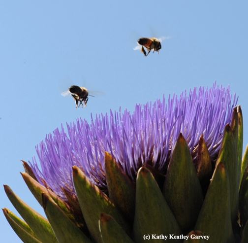 Bees buzzing by, performing their solo missions. (Photo by Kathy Keatley Garvey)