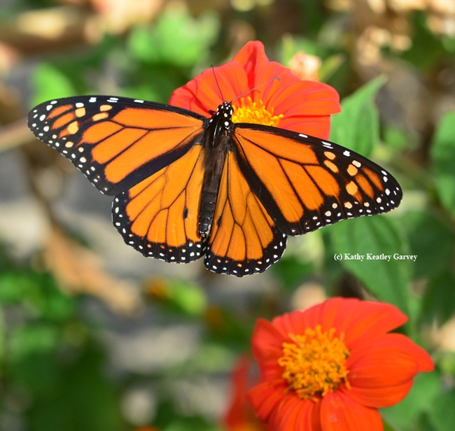 A male Monarch nectaring on Mexican sunflower (Tithonia). (Photo by Kathy Keatley Garvey)