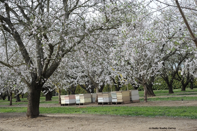 Almond orchard buzzing with bees. (Photo by Kathy Keatley Garvey)