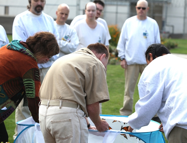 Inmates at the Washington State Penitentiary, Walla Walla, rear most of the Monarchs. The photo, taken during a WSU Media Day, shows the  release of the butterflies. (Photo by David James)