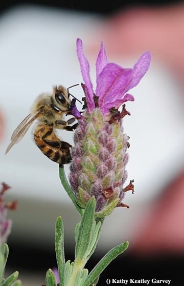 Honey bee nectaring on Spanish lavender in Bodega. (Photo by  Kathy Keatley Garvey)