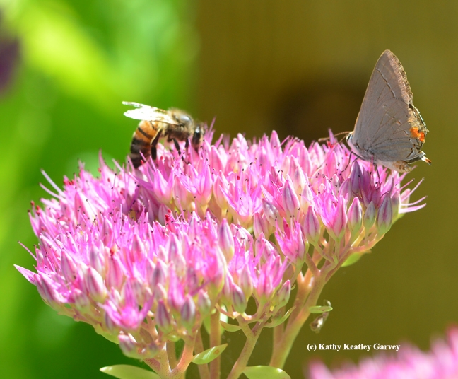 Honey bee sharing a sedum blossom with a Gray Hairstreak. (Photo by Kathy Keatley Garvey)