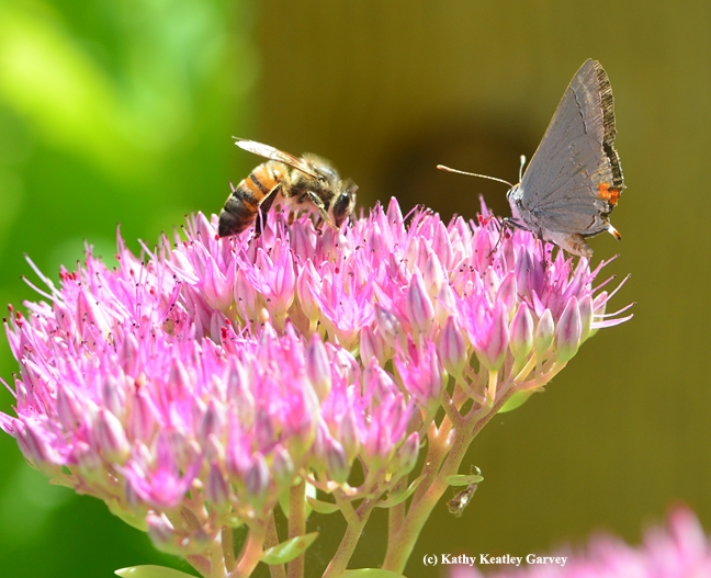 A little closer...the honey bee edges toward the Gray Hairstreak. (Photo by Kathy Keatley Garvey)