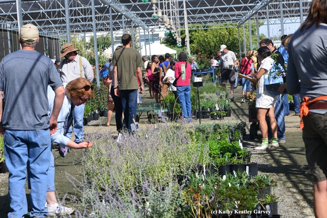Plant enthusiasts attending the Oct. 11 fall sale. (Photo by Kathy Keatley Garvey)