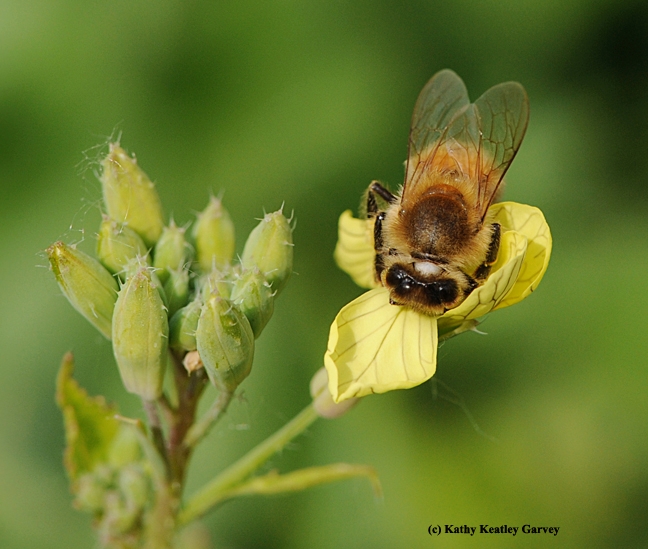 Honey bee foraging on mustard. (Photo by Kathy Keatley Garvey)