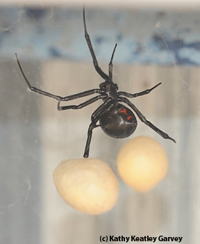 Black widow spider and eggs. (Photo by Kathy Keatley Garvey)