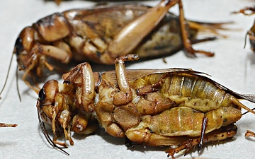 Cambodian crickets, fresh from the oven.