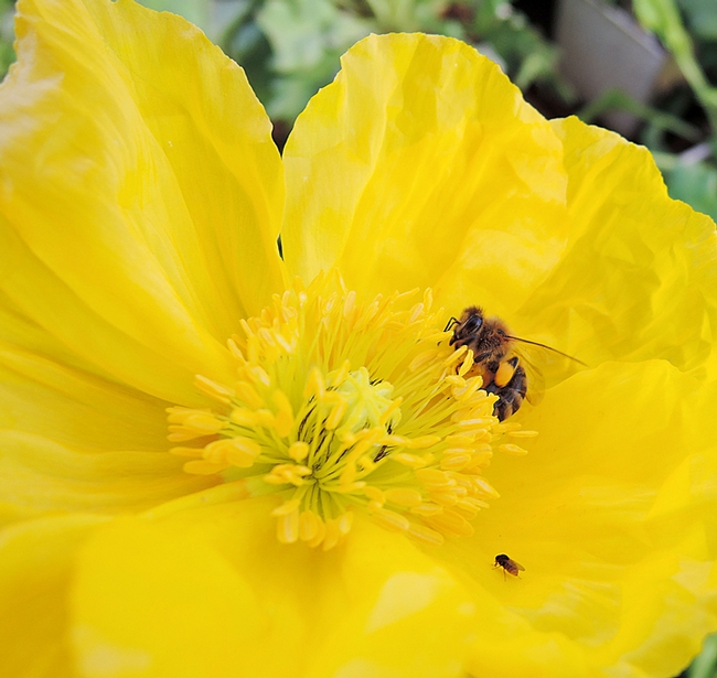 A honey bee gathering pollen. In the foreground: a freeloader fly. (Photo by Kathy Keatley Garvey)