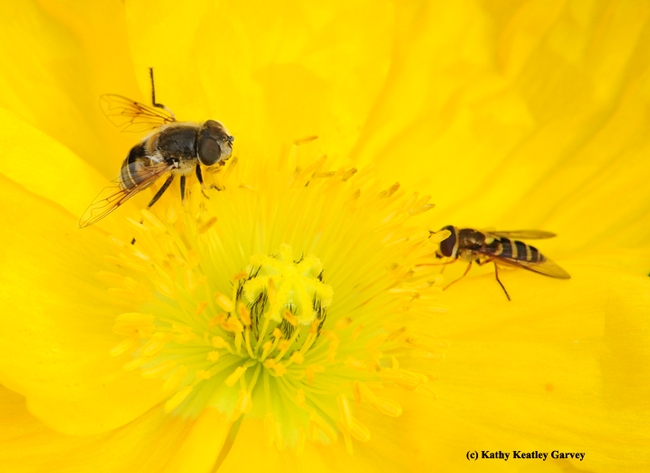 Two syrphids sharing an Iceland Poppy. (Photo by Kathy Keatley Garvey)