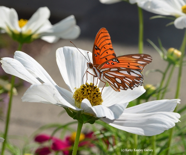 Gulf Fritillary butterfly on Cosmos. One myth is that if you rub the scales off their wings (who would want to?), they can't fly. (Photo by Kathy Keatley Garvey)