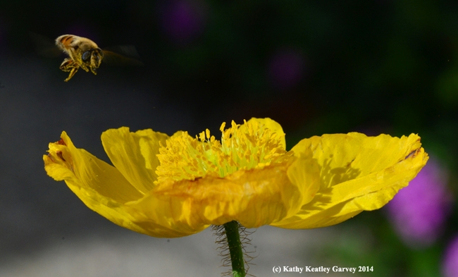 Hover fly heading for an  Iceland poppy. (Photo by Kathy Keatley Garvey)