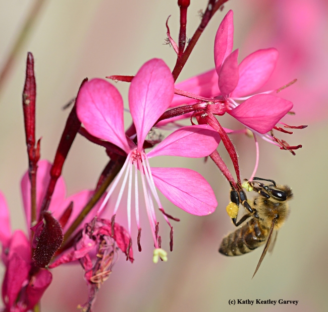 Honey bee foraging on guara. (Photo by Kathy Keatley Garvey)