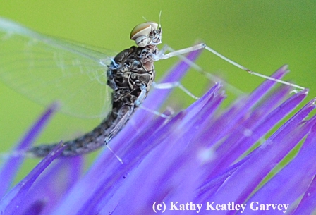 Mayfly on an atichoke. (Photo by Kathy Keatley Garvey)