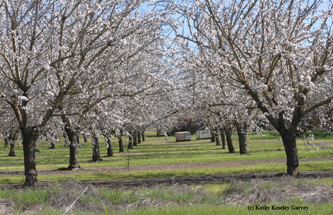 An almond orchard in spring of 2013 in Dixon. (Photo by Kathy Keatley Garvey)