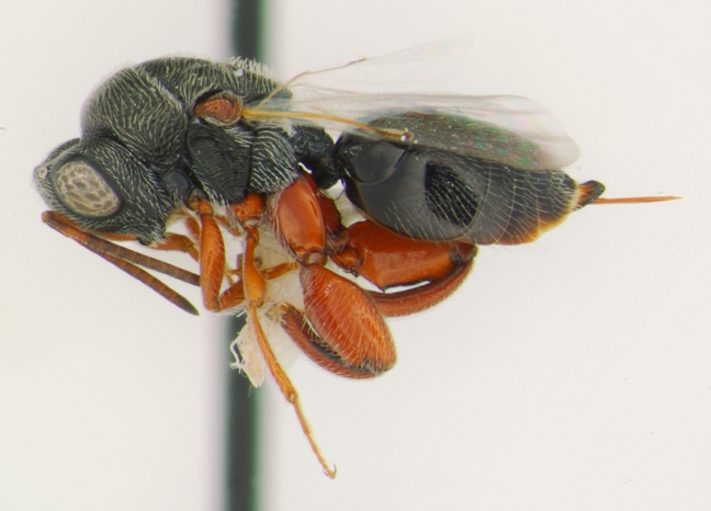Bohart senior museum scientist Steve Heydon collected this new species of chalcid wasp in the Algonedes Dunes. Genus: Psilochalcis. It needs a name. (Photo by Andrew Richards, Bohart Museum of Entomology)