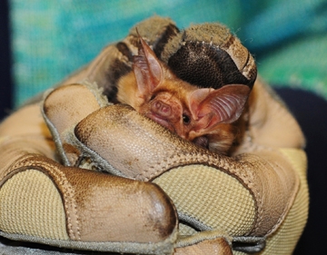 Pallid bat peers out of a gloved hand. (Photo by Kathy Keatley Garvey)