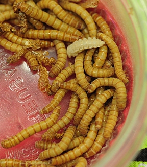 These mealworms were treats for the bat at the educational program held recently in the Avid Reader, Davis. (Photo by Kathy Keatley Garvey