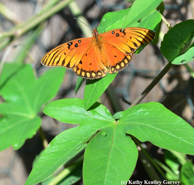 A female Gulf Fritillary, after laying an egg, soaks up some sunshine. (Photo by Kathy Keatley Garvey)