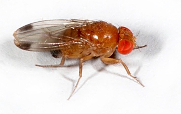 This is a spotted wing drosophila, a male. (Photo by Martin Hauser, California Department of Food and Agriculture)