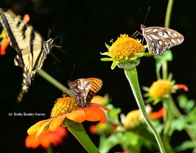 A Western Tiger Swallowtail readies for a landing on the same flower occupied by a Gulf Fritillary. (Photo by Kathy Keatley Garvey)
