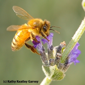 European colonists brought the honey bee to what is now the United States in 1622. (Photo by Kathy Keatley Garvey)