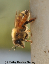 A backlit worker bee. (Photo by Kathy Keatley Garvey)