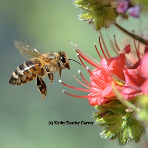 Honey bee heading for a tower of jewels, Echium wildpretii. (Photo by Kathy Keatley Garvey