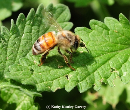 A sick honey bee. (Photo by Kathy Keatley Garvey)