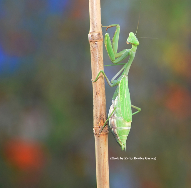 Gravid praying mantis. (Photo by Kathy Keatley Garvey)