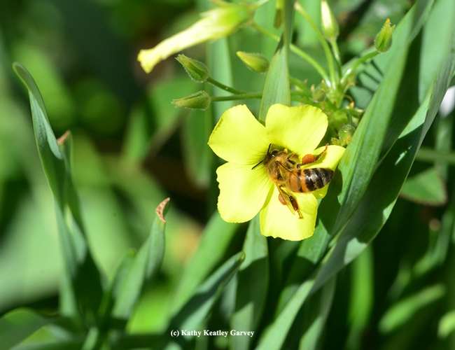 A honey bee forages on an oxalis blossom on Christmas Day at the Benicia Capitol State Historic Park. (Photo by Kathy Keatley Garvey)