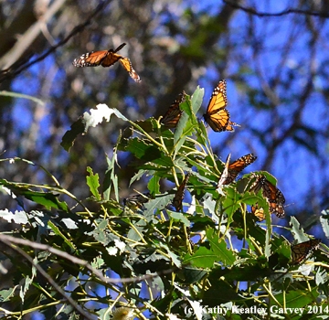 Monarchs take flight. (Photo by Kathy Keatley Garvey)