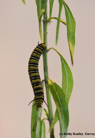 A monarch caterpillar munching on milkweed leaves. (Photo by Kathy Keatley Garvey)