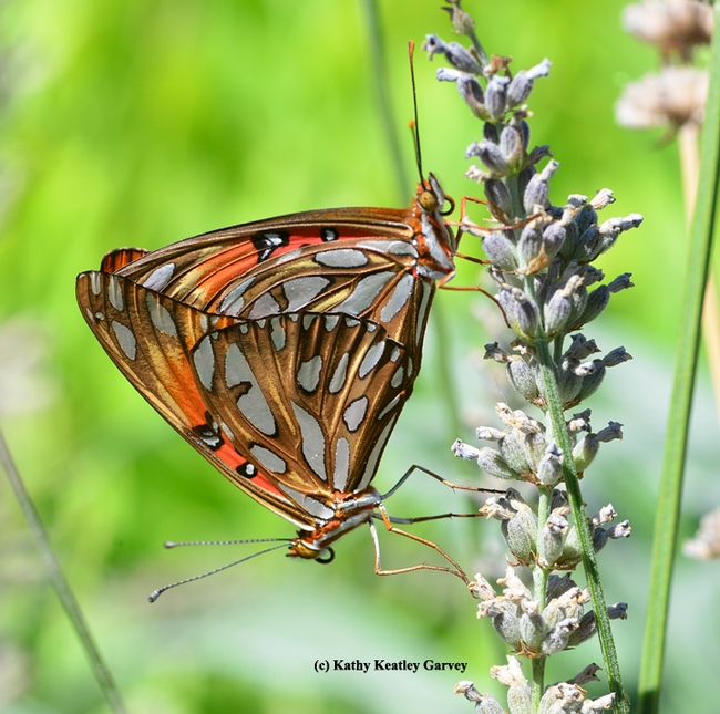 Two Gulf Fritillaries becoming one in the lavender. (Photo by Kathy Keatley Garvey)