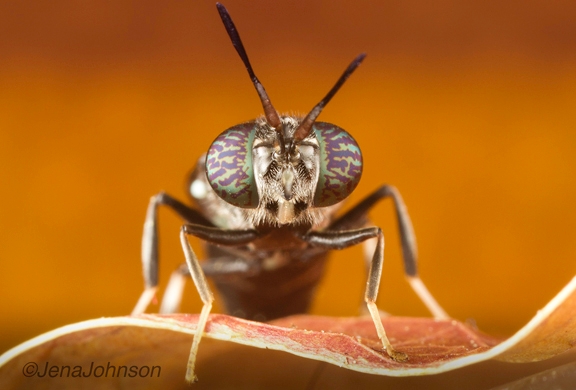 This photo of a black soldier fly, by Jena Johnson, is 