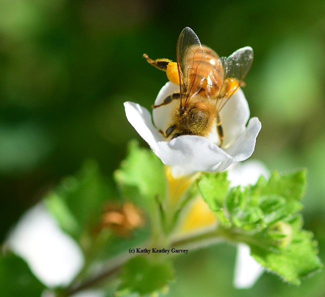 C'mon in, the pollen's fine! A honey bee reaching for pollen.(Photo by Kathy Keatley Garvey)