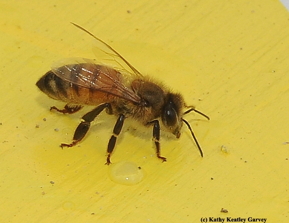 Close-up of a honey bee. (Photo by Kathy  Keatley Garvey)