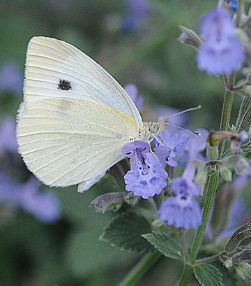 Cabbage white butterfly nectaring on catmint. (Photo by Kathy Keatley Garvey)