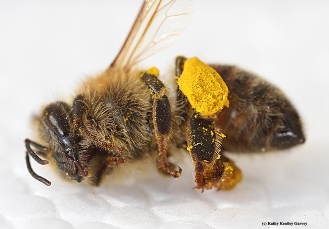 This dead honey bee with a load of pollen was among dozens found outside the Robert and Margrit Mondavi Center for the Performing Arts on the UC Davis campus. (Photo by Kathy Keatley Garvey)