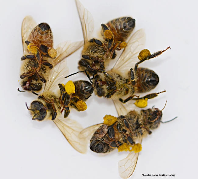 Dead bees, with pollen loads intact. (Photo by Kathy Keatley Garvey)