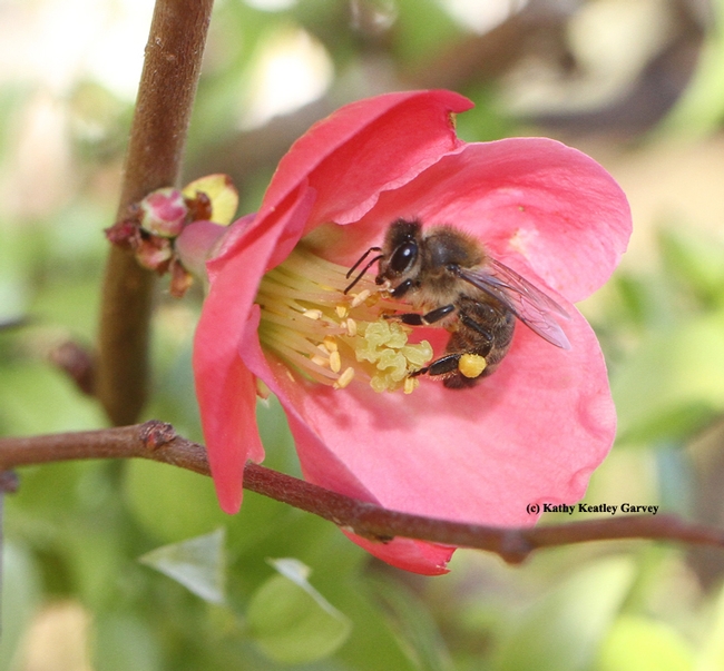 Honey bee foraging in a flowering quince. (Photo by Kathy Keatley Garvey)