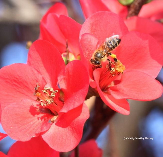 Honey bee on a sea of pink: flowering quince. (Photo by Kathy Keatley Garvey)