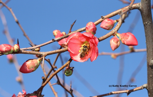 Blue skies, an early blooming quince, a honey bee and all's right with the world. (Photo by Kathy Keatley Garvey)