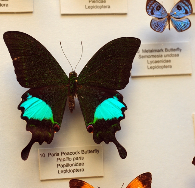 This is a Paris peacock butterfly (Papilio paris), part of the Bohart Museum of Entomology collection. (Photo by Kathy Keatley Garvey)