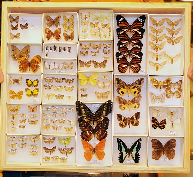 The Bohart Museum of Entomology houses nearly eight million specimens from all over the world. Here are some of the butterfly specimens. (Photo by Kathy Keatley Garvey)