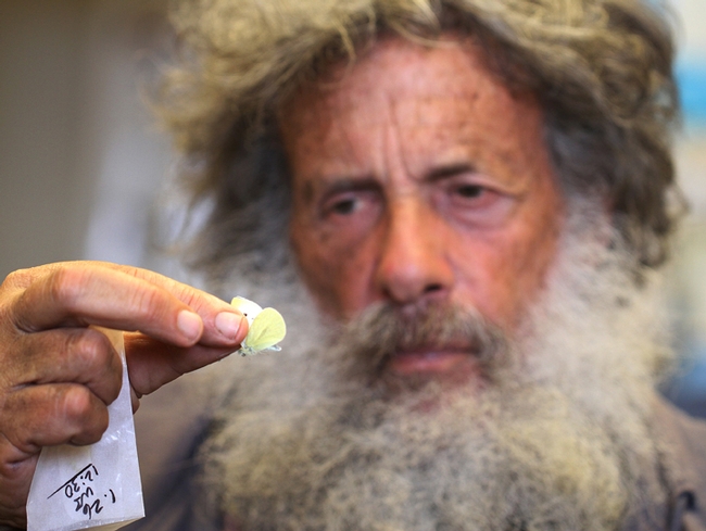 Art Shapiro, distinguished professor of evolution and ecology at UC Davis, holds the first cabbage white butterfly of 2015. He collected it Jan. 26 in West Sacramento, Yolo County. (Photo by Kathy Keatley Garvey)