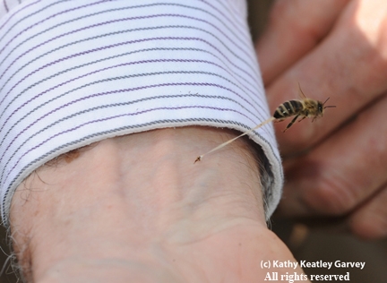SECOND PHOTO--Honey bee pulling out abdominal tissue. This photo won the ACE feature photo award. (Copyrighted, All Rights Reserved, Photo by Kathy Keatley Garvey)